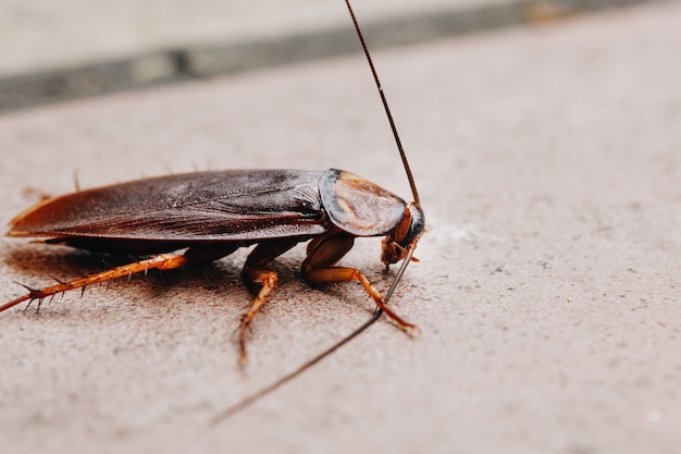 Selective focus of cockroach on the cement floor, Close Up of cockroach on street