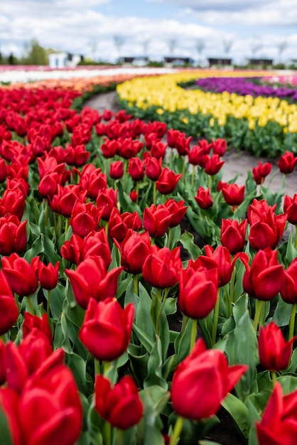 Selective focus of colorful tulips growing in field