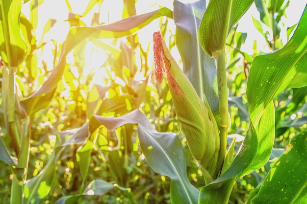 Selective focus corn field with sunrise