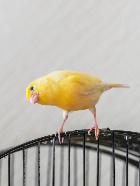 Selective focus Curious yellow canary looks straight sitting on