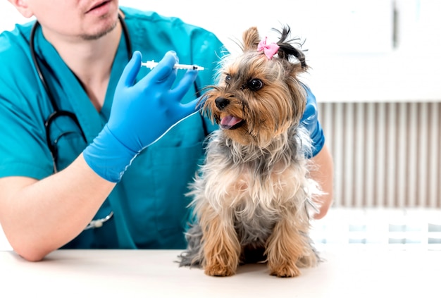 犬にセレクティブフォーカス