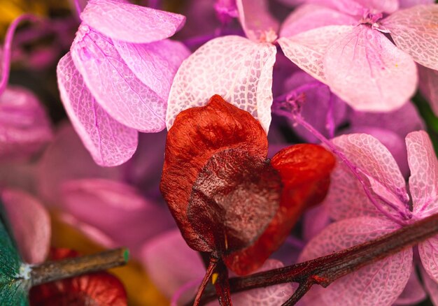 Selective focus of dry flowers macro photography of dried flower petals red and pink