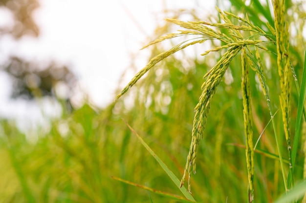 쌀의 귀에 선택적 초점입니다. 녹색 논입니다. 쌀 농장입니다. 아시아의 유기농 재스민 쌀 농장. 쌀 재배 농업 농장입니다. 농지의 아름다운 자연. 논. 식물 재배.