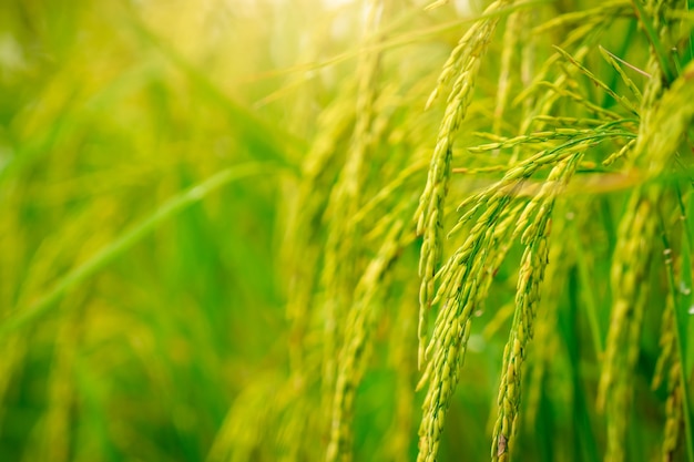 Selective focus on ear of rice Green paddy field Rice plantation Organic rice farm in Asia