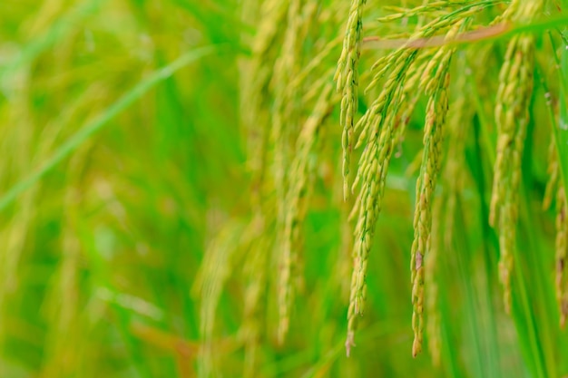 Selective focus on ear of rice green paddy field rice\
plantation organic rice farm in asia