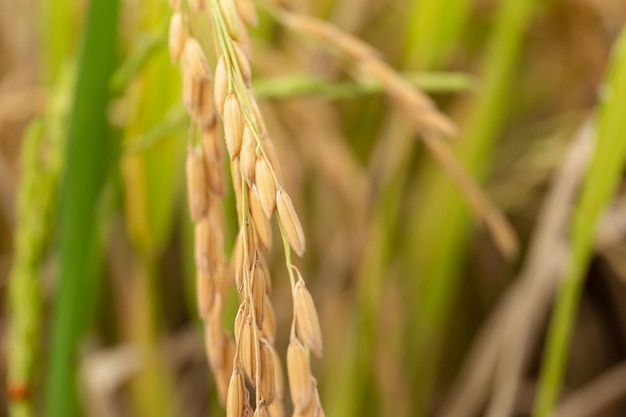 Selective focus on ear of rice in