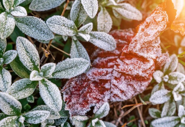 凍った野原植物とオレンジ色の葉の晩秋のクローズアップに選択的な焦点の最初の霜