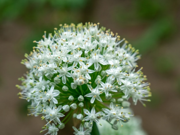 ニラの花、植物の選択的な焦点