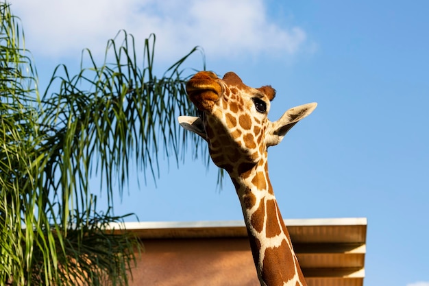 Selective focus of Giraffe head and neck looking up with a blue sky background Close portrait of a Giraffe smiles on a cloudy day giraffe looks in wide angle lens from above tree in the background