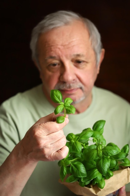 Foto messa a fuoco selettiva foglie di basilico verde nelle mani di un uomo dai capelli grigi concetto di stile di vita sano