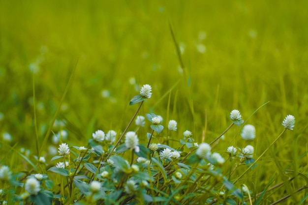 Photo selective focus green grass and little white wild flowers meadow with soft style blossoming tiny wild white flower eriocaulaceae