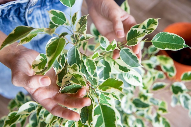 Selective focus on green leaves of ficus plant Closeup hands Caring for indoor evergreens at home