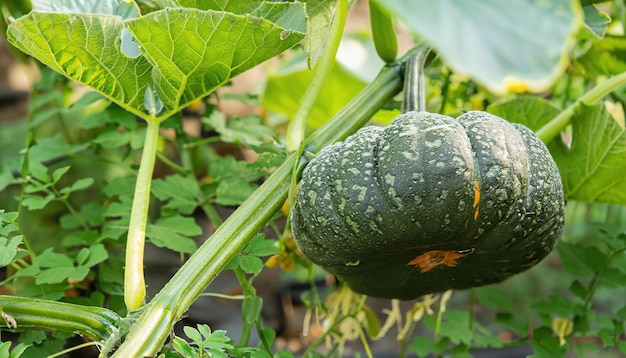 Selective focus green pumpkin tree in garden