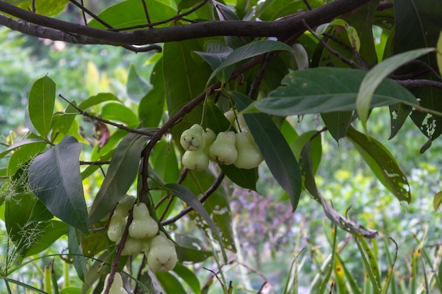 Селективный фокус группы яблочной гуавы Ява сладкая Явская яблочная гуава очень сочная Яванская яблочная гуава очень вкусна в еде и растет в саду