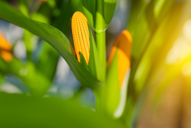 Photo selective focus image of a corn cob corn plant 3d