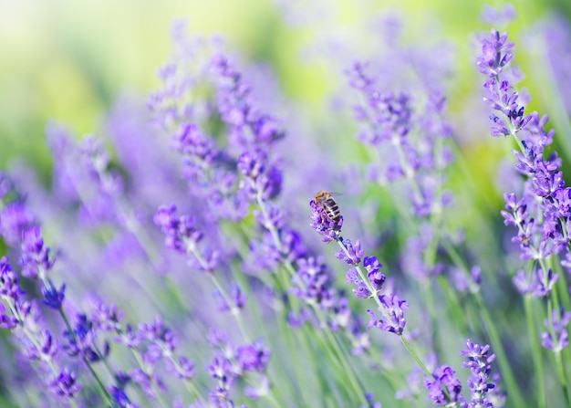 Selective focus on the lavender flower in the flower garden lavender flowers lit by sunlight