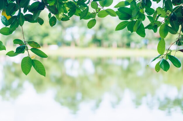 Photo selective focus on leave nature bokeh green park many trees in sunset time with flare light background.
