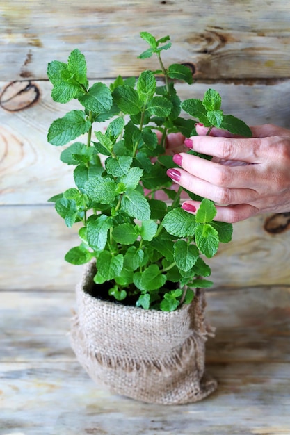 Selective focus The leaves of mint growing in a pot are held by female hands