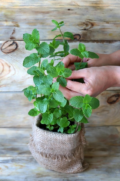 Messa a fuoco selettiva le foglie di menta che crescono in una pentola sono tenute da mani femminili