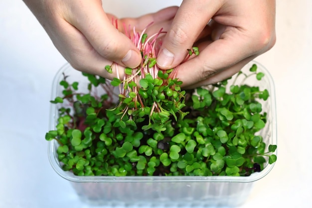 Selective focus. Macro. Microgreens in hand. Radish sprouts.