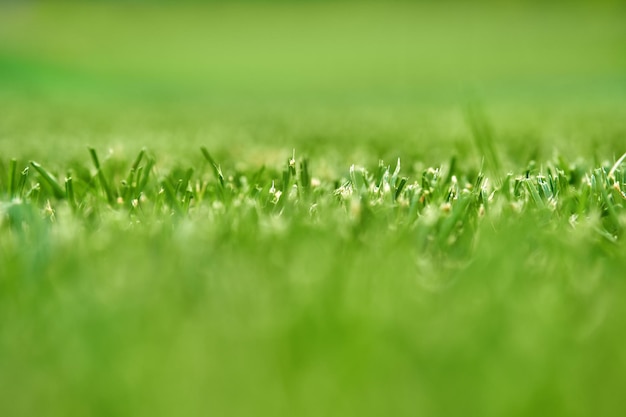 Selective focus macro photo of trimmed grass