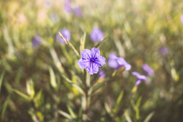 크림 bokeh 배경으로 자홍색 꽃 머리에 선택적 초점.