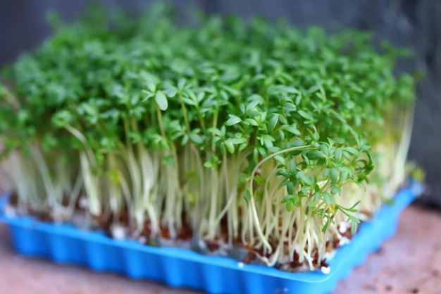 セレクティブ フォーカス Microgreens は、トレイで成長します。