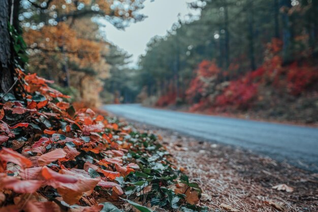 Foto messa a fuoco selettiva mistico affascinante paesaggio incantevole con una strada nella foresta autunnale e caduta