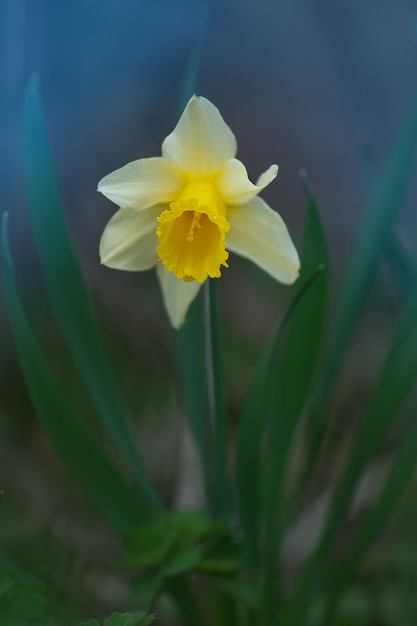 Selective focus of narcissus Yellow narcissus on a green background