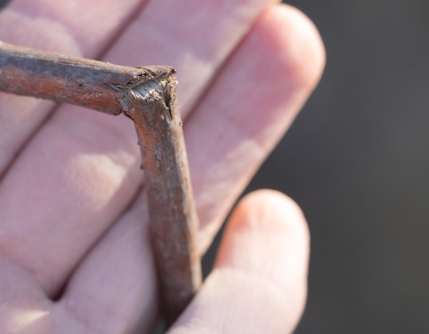 Selective Focus on Nature's Imperfections A CloseUp of a Broken Tree Branch