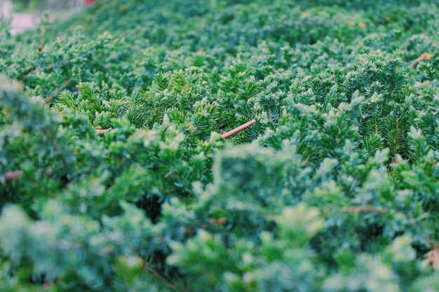 写真 緑の草の選択的な焦点