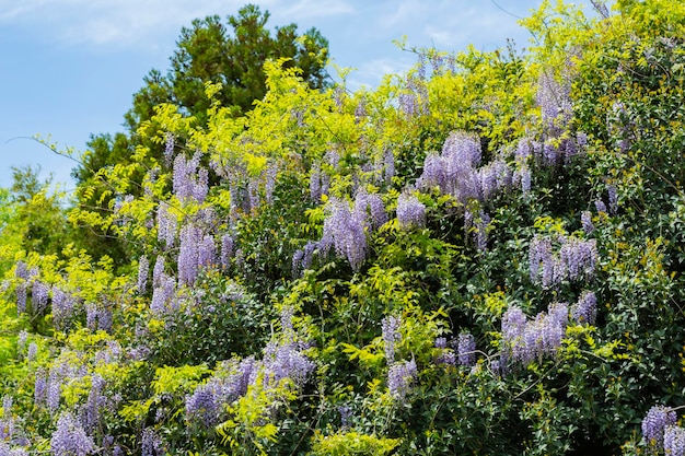 紫色の花の選択的な焦点ウィステリアシネンシスまたは青い雨シナフジは顕花植物の種ですそのねじれた茎とぶら下がっている総状花序の香りの花の塊