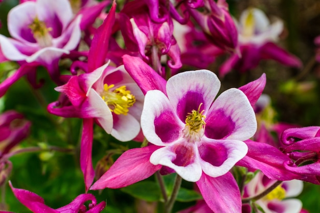 庭のaquilegiavulgarisの白紫色の花の選択的な焦点、ヨーロッパのオダマキのおばあちゃんのナイトキャップおばあちゃんのボンネットは、ヨーロッパ原産のオダマキの一種であり、自然の花の背景です。