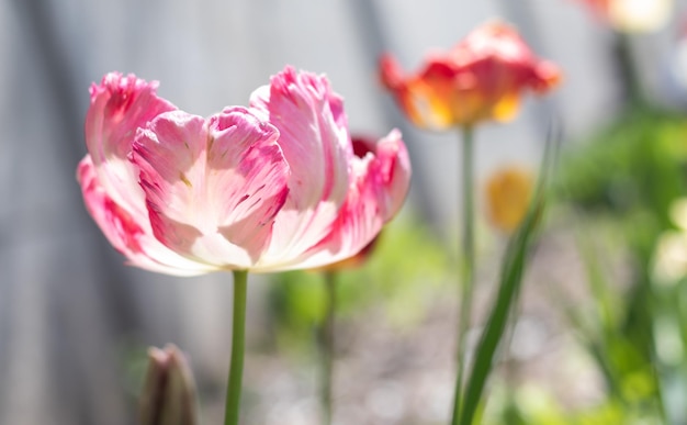 Selective focus of one pink or lilac tulip in a garden with green leaves blurred background a flower