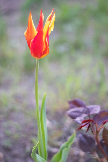 Selective focus of one red tulip in the garden with green leaves Blurred background A flower