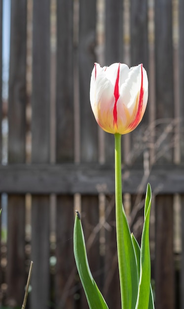 Selective focus of one white tulip in the garden with green leaves Blurred background A flower
