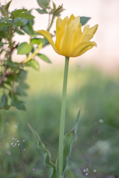 Selective focus of one yellow tulip in the garden with green leaves blurred background a flower that