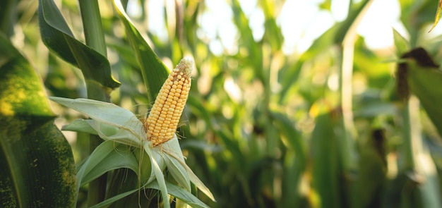 A selective focus picture of corn cob in organic corn field