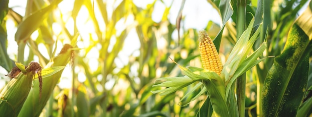 A selective focus picture of corn cob in organic corn field