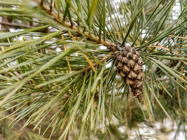 Messa a fuoco selettiva della pigna sul ramo di pino nella foresta primo piano soft focus