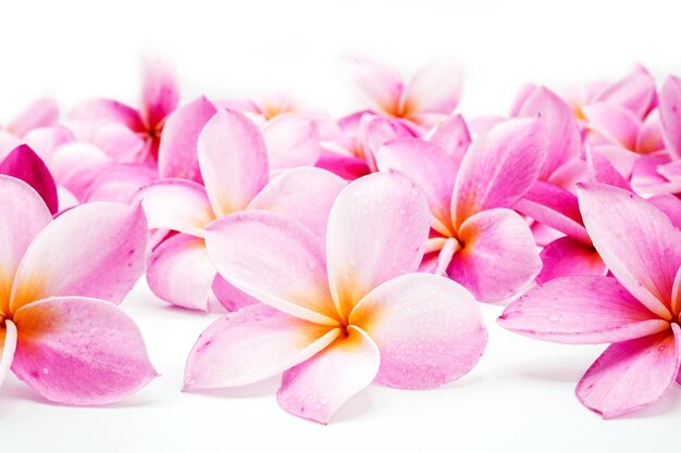 흰색 배경 복사 공간에 선택적 초점 핑크 Plumeria