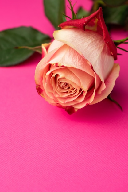 선택적 초점, 분홍색 표면에 핑크 장미 매크로 꽃잎