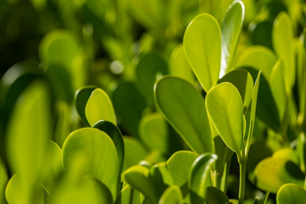 Selective focus on plant with green leaves in the morning sun