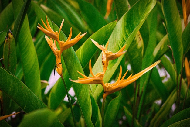 Photo selective focus plant with scientific name heliconia psittacorum growing in garden