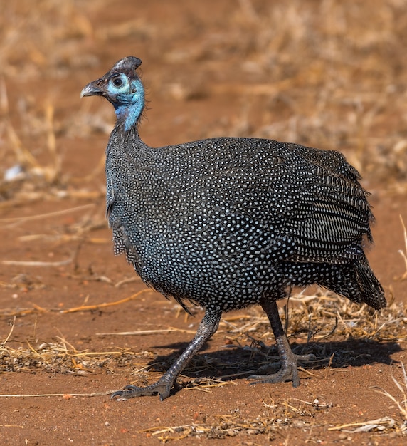 Selective focus of a plumed guineafowl walking in a field under the sunlight