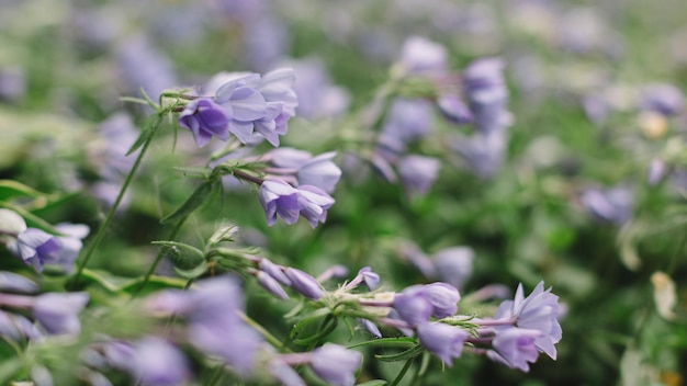 Messa a fuoco selettiva su fiori viola di brimeura amethystina o piante fiorite di campanula spagnola