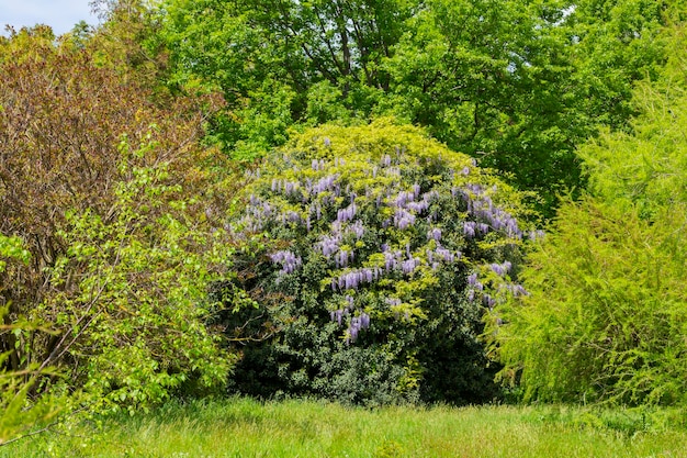 보라색 꽃의 선택적 초점 Wisteria sinensis 또는 Blue Rain 중국 등나무는 꽃 피는 식물의 종입니다.