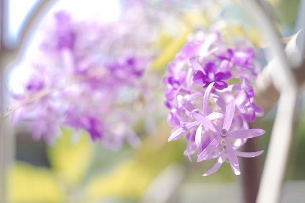 Selective focus of purple wreath vine or queen's wreath vine flower