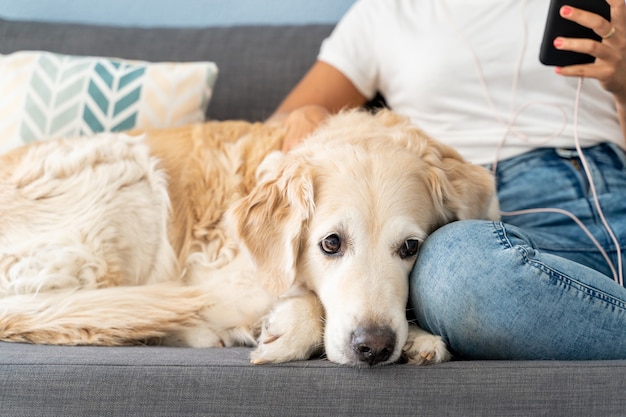 Selective focus on sad labrador dog at home. Horizontal view of unrecognizable woman with dog in the couch. People and dogs lifestyles indoor.