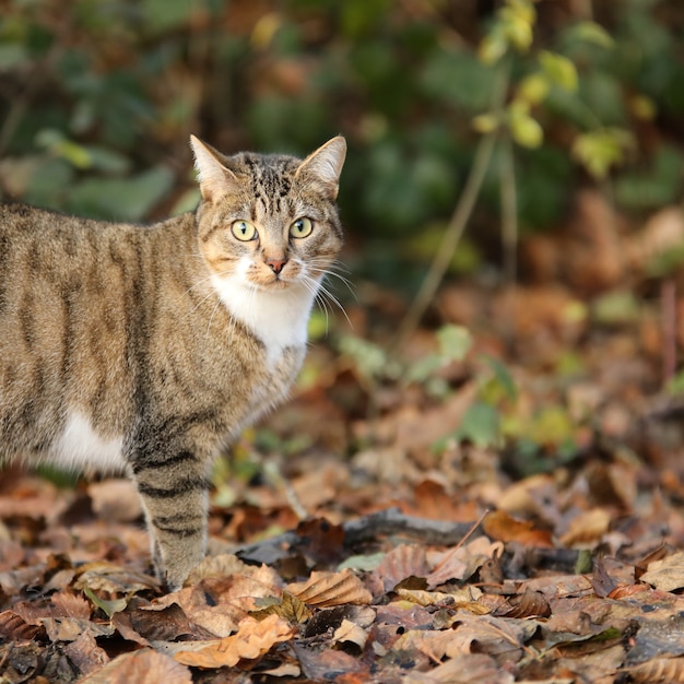 森の中の愛らしい猫のセレクティブフォーカスショット